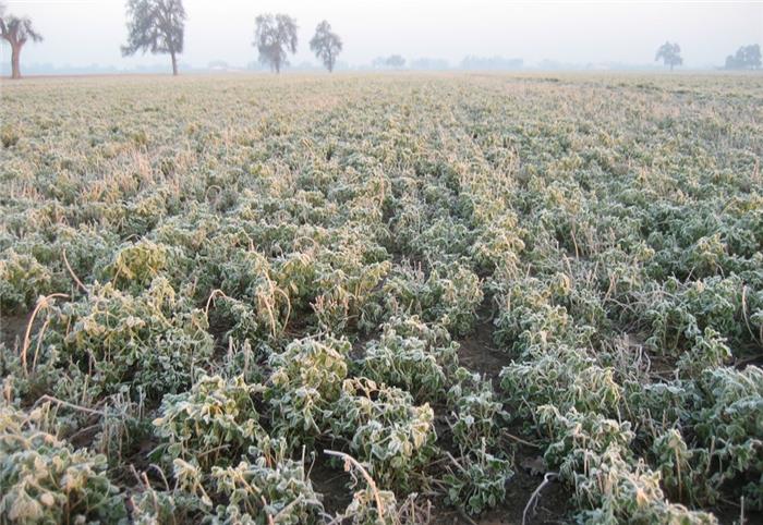 آسیب سرمازدگی در یونجه زار